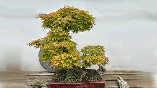 Acer palmatum [upl. by Terrell]