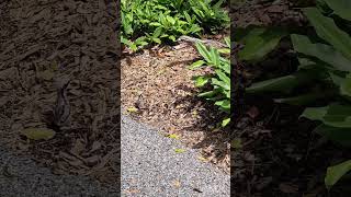 The Bush StoneCurlew protects its chicks [upl. by Yentirb467]