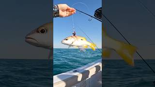 Live Bait on Jigs pescanomar fishing pescaria casting angler dubai jig jigging [upl. by Icnarf]