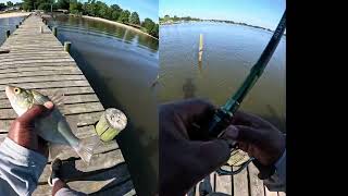 Multi species day White perch Atlantic croaker redfish [upl. by Ibocaj542]