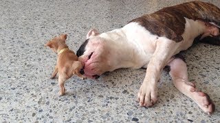 Tiny chihuahua puppy adorably teases sleepy American bulldog [upl. by Silden]