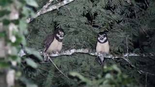 Murucututu  Spectacled Owl  Pulsatrix perspicillata [upl. by Rudy195]