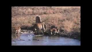 Tiger cubs try to break ice to reach water beneath ice Help save tigers Share the post [upl. by Erdnaid416]