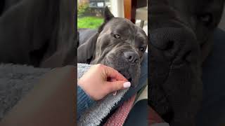 Chihuahua V Cane Corso dog canecorso youtubeshorts funny laugh chihuahua uahua [upl. by Hgielanna375]