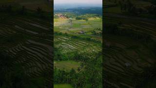 quot🌾✨ Explore the breathtaking beauty of the rice terraces at Mount Batukaru Bali bali tabanan [upl. by Elyak]