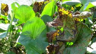 Broadleaf Arrowhead Sagittaria latifolia [upl. by Cummine849]