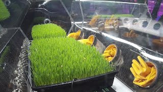 SIMOC Barley Fodder Growth Experiment at Biosphere 2 [upl. by Nnoved]