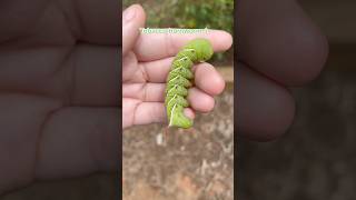 Tobacco hornworm hawkmoth entomology caterpillar moth larva [upl. by Lenoil]