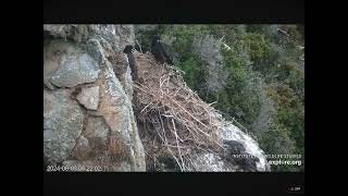 West End Eaglet Koa Has Fledged 06032024 exploreorg [upl. by Aloysia]