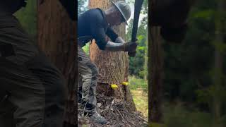 Lumberjack skunk 伐倒 lumberjack chainsaw logger logging [upl. by Ahsinnek]