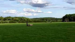 Emma Gray and Tweeddale Jamie winning the first day of the 2016 English National sheepdog trials [upl. by Notyarb]